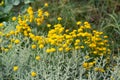 Yellow small fluffy flowers in a flower bed Royalty Free Stock Photo