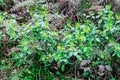 Yellow small forest flowers bloomed Royalty Free Stock Photo