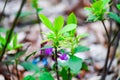 Yellow small forest flowers bloomed Royalty Free Stock Photo