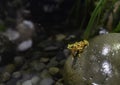 Yellow small frog preparing jump from the rock