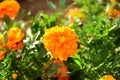 Yellow small marigold flowers on blurred green nature background. Spring background. Close-up Royalty Free Stock Photo