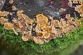 yellow small mushrooms on a gray tree stump in green moss Royalty Free Stock Photo