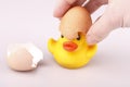 Yellow small plastic duck with egg on a white backgroun Royalty Free Stock Photo