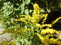 Yellow small powdery flowers on a shrub . Yellow neophytes goldenrod wild herbs . Healthy edible herbs flora outdoors . Blooming