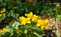 Yellow small Ranunculus flowers in the morning. Also known as known as buttercups, spearworts and water crowfoots. Royalty Free Stock Photo