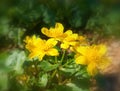 Yellow small Ranunculus flowers in the morning. Also known as known as buttercups, spearworts and water crowfoots. Royalty Free Stock Photo