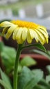 Yellow small sun flower  with water drops Royalty Free Stock Photo