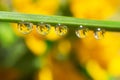 Yellow small wildflowers are reflected in drops of water on a green blade of grass.