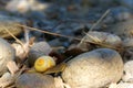 Yellow snail climbing over rocks on a river bank Royalty Free Stock Photo