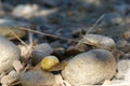 Yellow snail climbing over rocks on a river bank Royalty Free Stock Photo