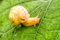 Yellow snail on leaf