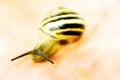 Yellow snail macro