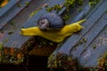 Yellow snail moving slowly on top of the house with confident. this picture shows everyone can reach their destination.