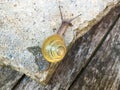 Yellow snail Royalty Free Stock Photo