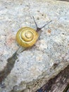 Yellow snail Royalty Free Stock Photo