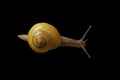 Yellow snail posing on black background