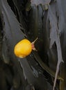 Yellow snail on seaweed