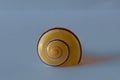 Yellow Snail Shell