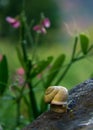 yellow snail walking among the stones and flowers of the forest