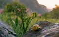 yellow snail walking among the stones and flowers of the forest