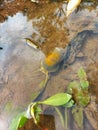 Yellow snail in the water in the rice field area