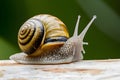 Yellow snail on white with black, macro photography close up