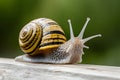 Yellow snail on white with black, macro photography close up