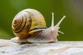 Yellow snail on white with black, macro photography close up