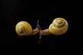 Yellow snails posing on black background