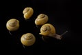 Yellow snails posing on black background