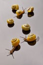 Yellow snails posing on light background