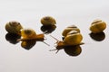 Yellow snails posing on light background