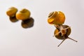 Yellow snails posing on light background