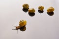 Yellow snails posing on light background