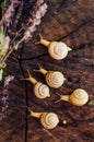 Yellow snails walking around the garden. Snail on the tree in th