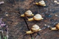 Yellow snails walking around the garden. Snail on the tree in th