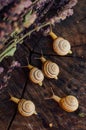 Yellow snails walking around the garden. Snail on the tree in th