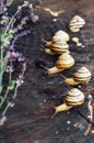 Yellow snails walking around the garden. Snail on the tree in th