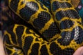 Yellow snake anaconda Royalty Free Stock Photo