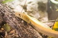 Yellow snake, with blurred background Royalty Free Stock Photo