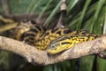 Yellow snake on a branch Royalty Free Stock Photo
