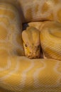 Yellow snake Elaphe sauromates from wildlife. Royalty Free Stock Photo