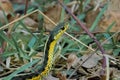 Yellow snake in grass Royalty Free Stock Photo