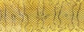 Yellow snake skin texture, as background. Natural reptile leather Royalty Free Stock Photo