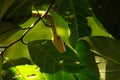 yellow snake in the treetop