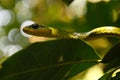 yellow snake in the treetop