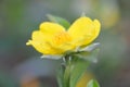 Yellow Snake Vine Flower