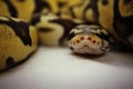 Yellow snake Royalty Free Stock Photo