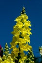 Yellow Snap Dragon Flower Royalty Free Stock Photo