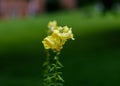 Yellow Snapdragon Royalty Free Stock Photo